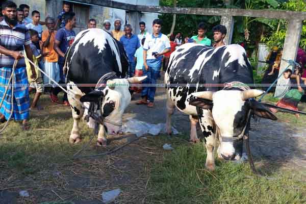 'লাল্টু-বল্টু'র দাম ২০ লাখ!

