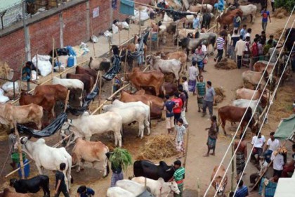 জমে উঠেনি সিলেটের কোরবানির পশুর হাট