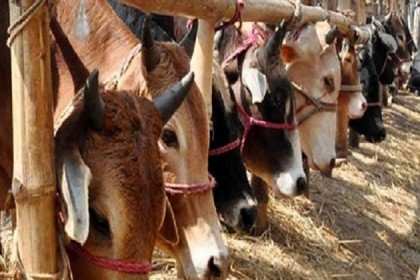 ভারতীয় গরু নিয়ে খামারিদের    দুশ্চিন্তা

