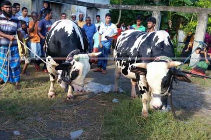 'লাল্টু-বল্টু'র দাম ২০ লাখ!

