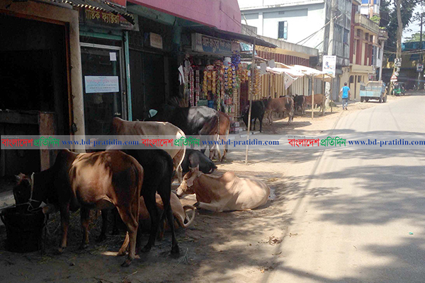 বিশ্বনাথে সড়কের পাশে অবৈধ পশুর হাট
