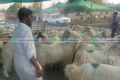 কুয়েতে জমজমাট পশুর হাট 