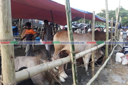 গাবতলীর পশুর হাটে জালনোট শনাক্তে ৩৫ মেশিন