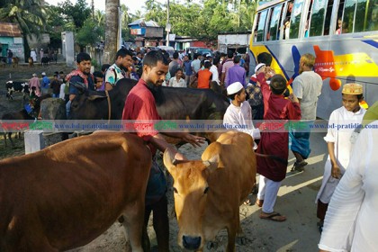 ঝালকাঠিতে সড়ক মহাসড়কে গরুর হাট, ভোগান্তিতে ঘরমুখো মানুষ