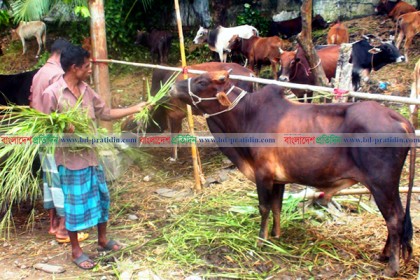 জমে উঠেছে রাঙামাটির পশুর হাট 