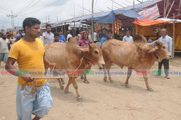চট্টগ্রামে কোরবানির পর্যাপ্ত পশু বাজারে  

