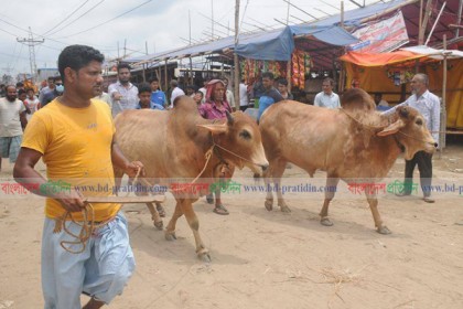 চট্টগ্রামে কোরবানির পর্যাপ্ত পশু বাজারে  

