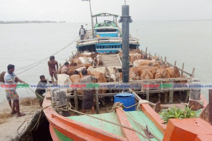 মিয়ানমার থেকে আসছে রেকর্ড সংখ্যক গবাদি পশু 