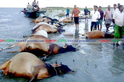 বুড়িগঙ্গায় ভেসে উঠল ২১ মৃত গরু

