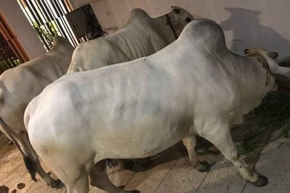 এফডিসির জন্য এবার তিনটি গরু কিনলেন পরীমণি