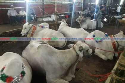 বাজার পড়তির দিকে, বড় গরু ব্যাপারীদের 'চাপা কান্না'