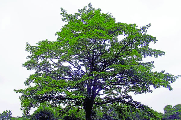 দুর্লভ প্রজাতির উদ্ভিদ কেলি কদম