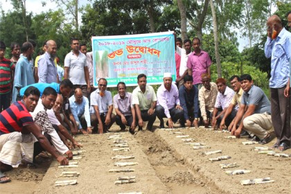 ঠাকুরগাঁওয়ে ২০১৮-১৯ মৌসুমের আখ রোপণ শুরু 