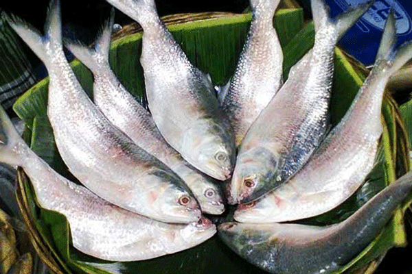 ৭-২৮ অক্টোবর ইলিশ ধরা নিষিদ্ধ