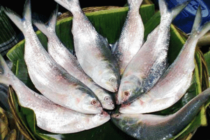 ৭-২৮ অক্টোবর ইলিশ ধরা নিষিদ্ধ