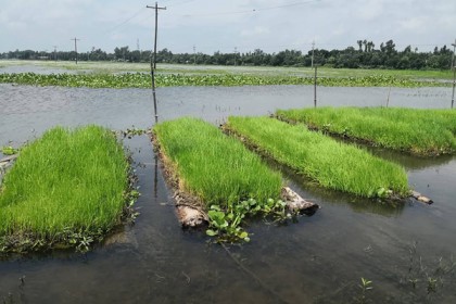 চলন বিলে ভাসমান বীজতলা 
