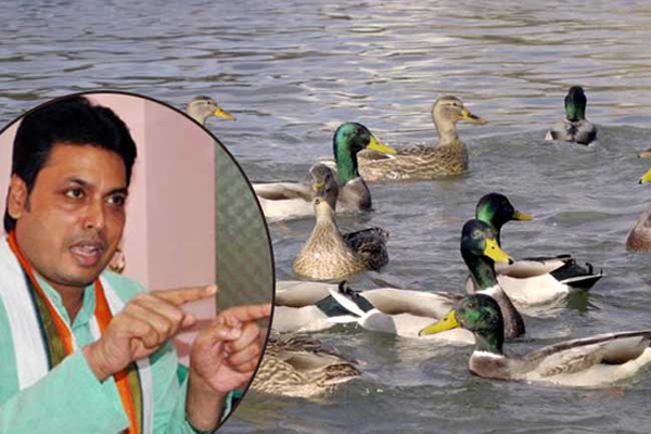 হাঁসের সাঁতারে অক্সিজেন বাড়ে : ত্রিপুরার মুখ্যমন্ত্রী