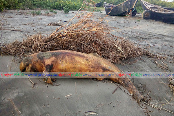 কুয়াকাটা সৈকতে ভেসে উঠল মৃত ডলফিন