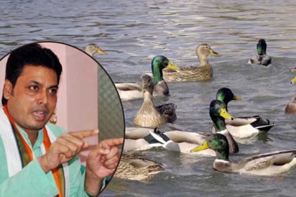 হাঁসের সাঁতারে অক্সিজেন বাড়ে : ত্রিপুরার মুখ্যমন্ত্রী