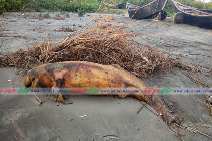 কুয়াকাটা সৈকতে ভেসে উঠল মৃত ডলফিন