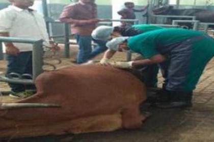 গরুর পেট থেকে ৫০ কেজি প্লাস্টিক উদ্ধার, হতবাক চিকিৎসকরা! 