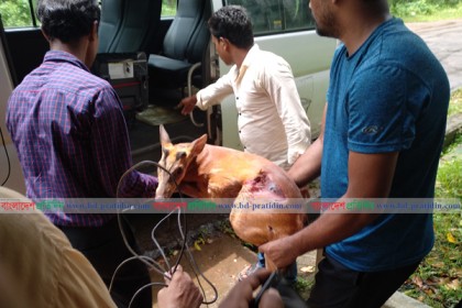 চবিতে আশঙ্কাজনক অবস্থায় মায়া হরিণ উদ্ধার
