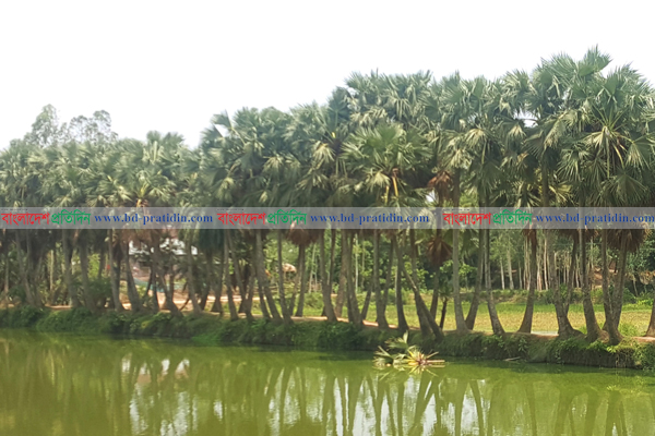 দর্শনার্থীদের নজর কাড়ে তালগাছের সেই গ্রাম 'চৌগ্রাম'