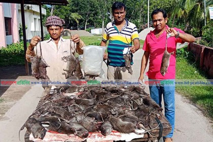 বরিশালে কৃষি অফিসের কৌশলে কৃষকের ১২০ ইঁদুর নিধন 