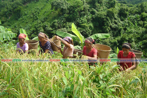 পাহাড়ে ফসল তোলা শুরু, জুমিয়াদের মুখে তৃপ্তির হাসি
