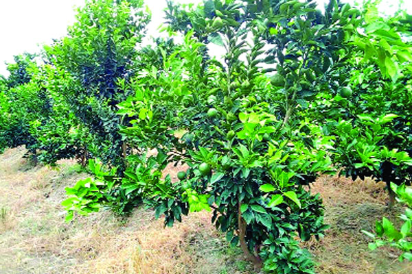 বরেন্দ্রের লাল মাটিতে বিদেশি ফলের চাষ