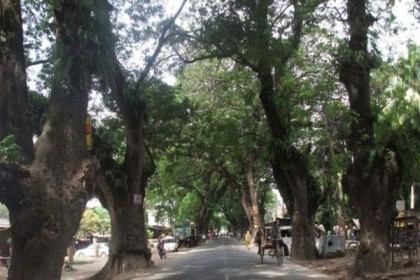 যশোর রোডের ভারতীয় অংশের ৩৫৬টি প্রাচীন গাছ কাটার অনুমতি হাইকোর্টের