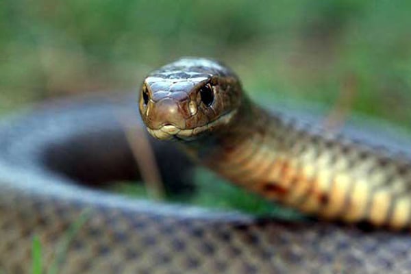 জুতার ভিতরে সাপ, কামড়ে প্রাণ গেল নারীর
