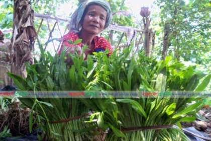 পাহাড়ে বিলাতি ধনিয়ার বাম্পার ফলন

