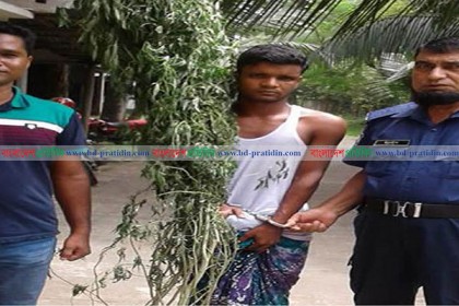 বগুড়ার সোনাতলায় গাঁজা চাষ, যুবক গ্রেফতার