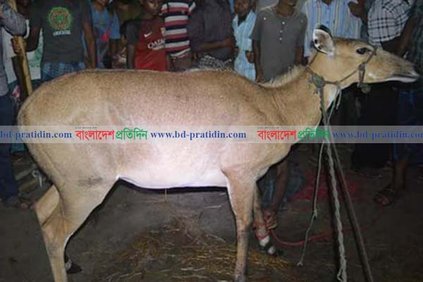 নীলগাই আটক, উৎসুক জনতার ভিড়

