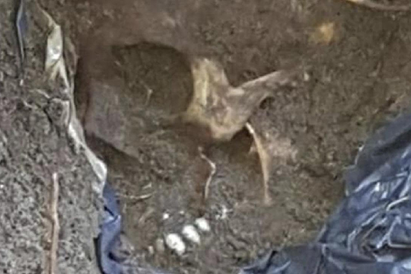 মেক্সিকোতে গণকবরের সন্ধান, ১৬৬ মাথার খুলি উদ্ধার
