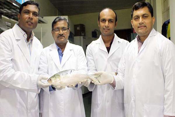 ইলিশের পূর্ণাঙ্গ জীবনরহস্য উন্মোচন