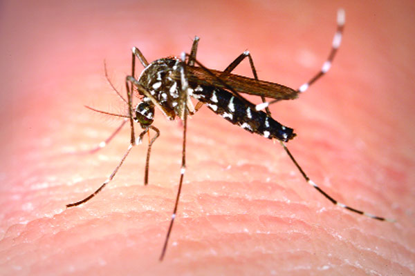 রাজধানীতে আবারও ডেঙ্গুর প্রকোপ