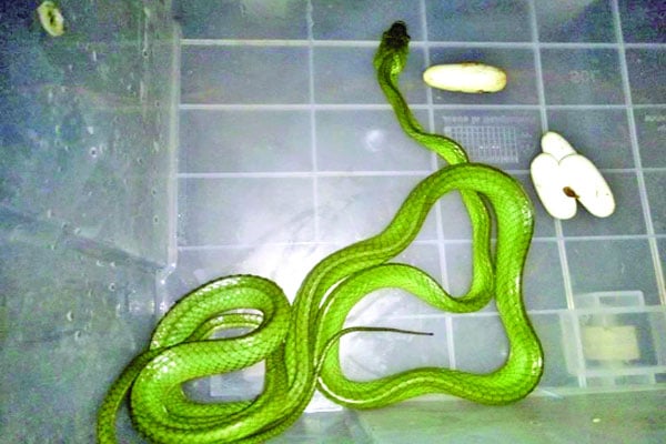 সবুজ ফণীমনসা ডিম দিয়েছে