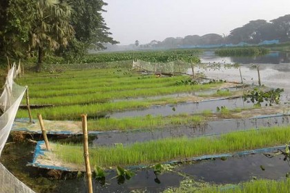 কলারোয়ায় আমন ধানের ভাসমান বীজতলা