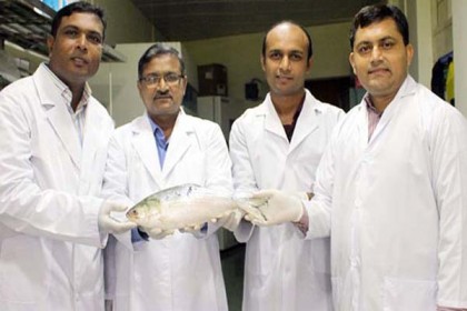 ইলিশের পূর্ণাঙ্গ জীবনরহস্য উন্মোচন