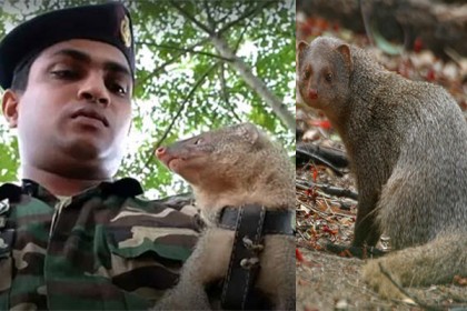 বিস্ফোরক খুঁজতে এবার সেনাবাহিনীতে বেজি