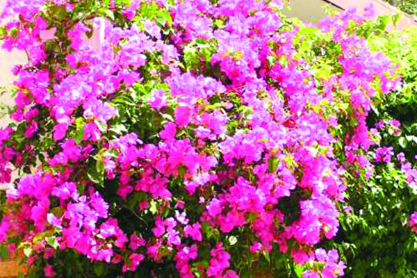 বাহারি বাগানবিলাস