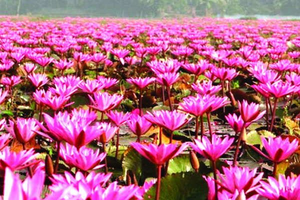 লাল শাপলার বিল