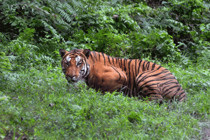 মানুষ হত্যাকারী সেই বাঘিনীর প্রাণভিক্ষার আপিল খারিজ