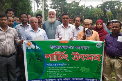 বাগেরহাটে পোকা দমনে ধানক্ষেতে ডালপোতা উৎসব