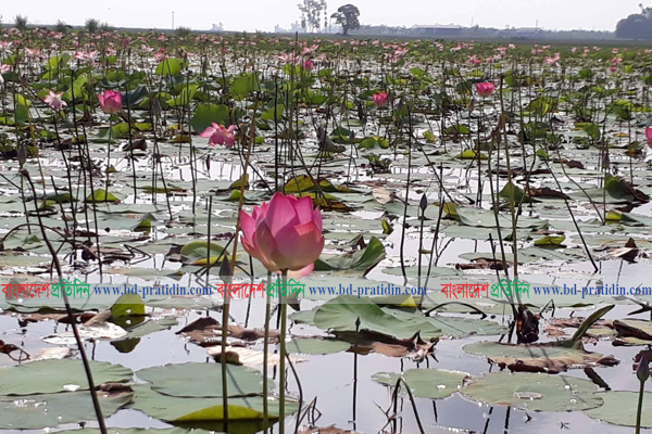 হবিগঞ্জের পদ্মবিলে বাড়ছে দর্শনার্থীদের ভিড়