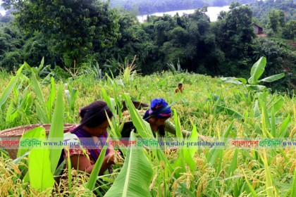 পাহাড় সেজেছে সোনালী ধানে

