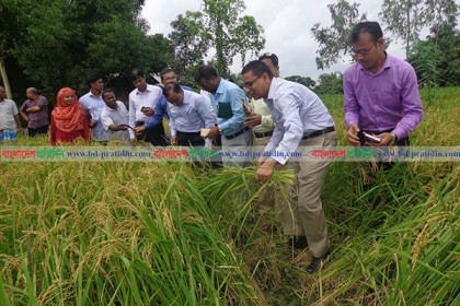 কম খরচে পারিজা জাতের আউশ ধান চাষে সফলতা