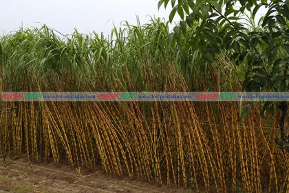 লোকসানের মুখে হালুয়াঘাটের আখ চাষিরা